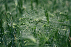 World-Roundup-China-Barley