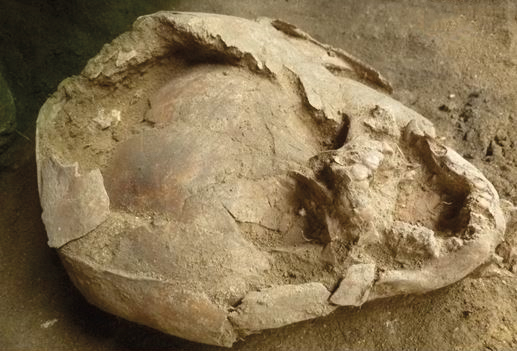 Digs Ecuador Skull