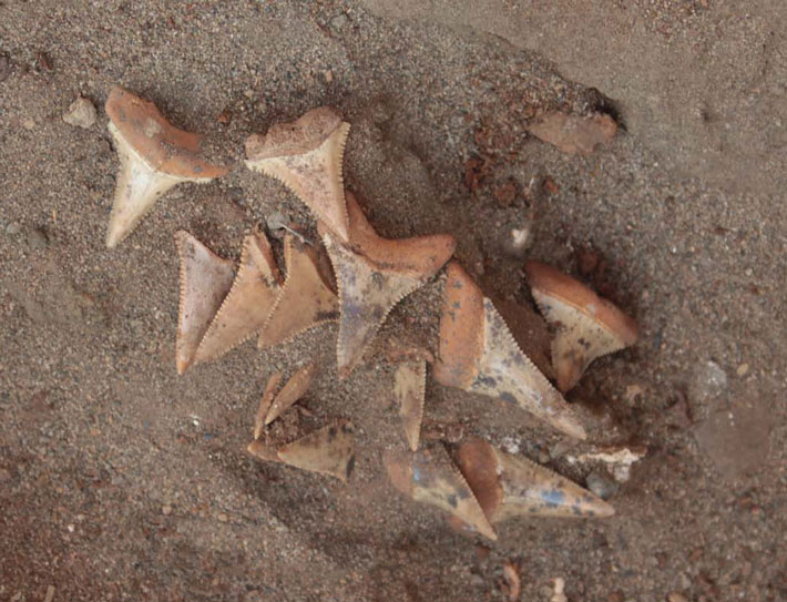 Peru Fisherchiefs Shark Teeth Cache