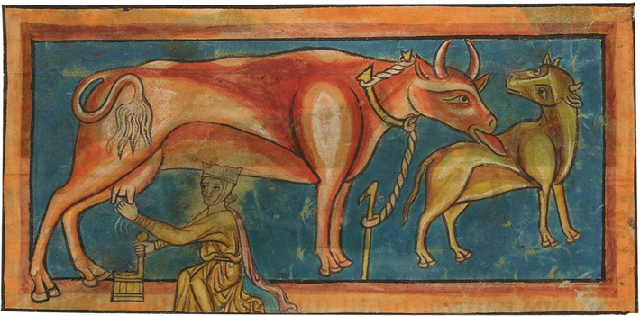 Ireland Medieval Manuscript Cattle Solo