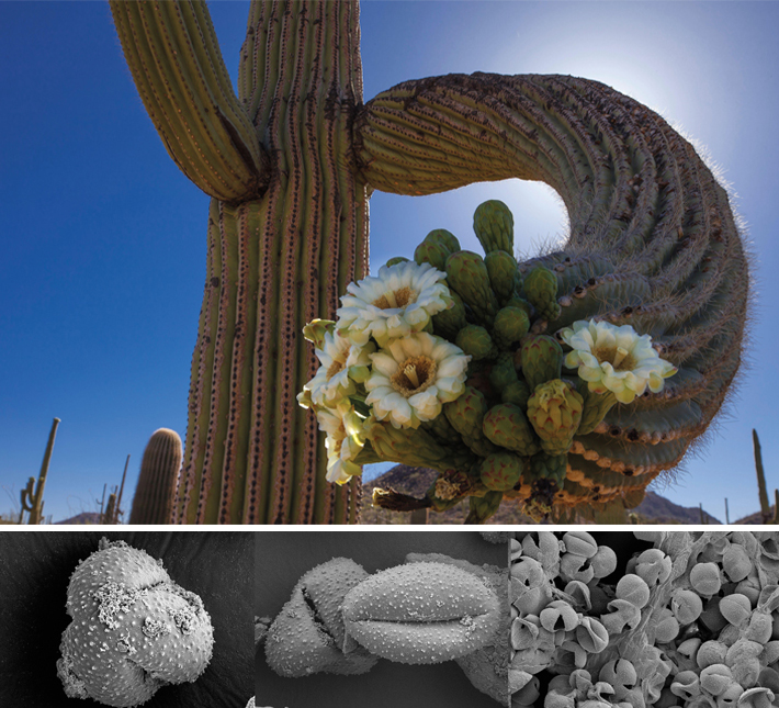 MA21 Digs Arizona Cactus and Pollen