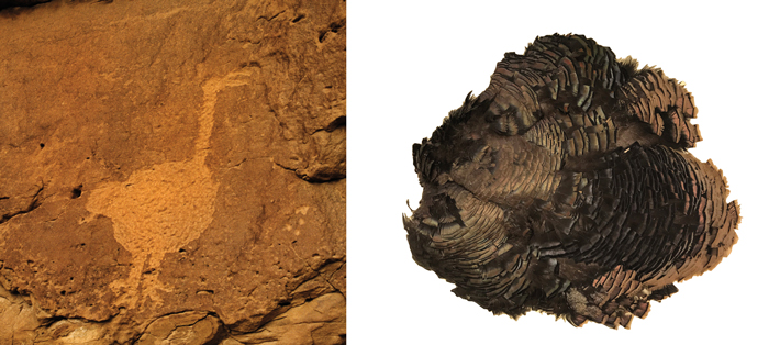 MA21 Digs New Mexico Petroglyph Turkey Composite