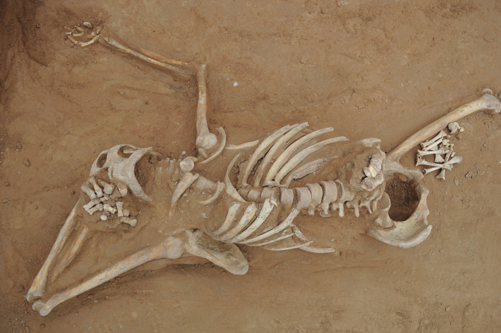 MA22 Digs China Skeleton