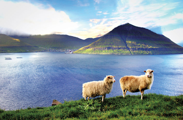 Faroes Sheep