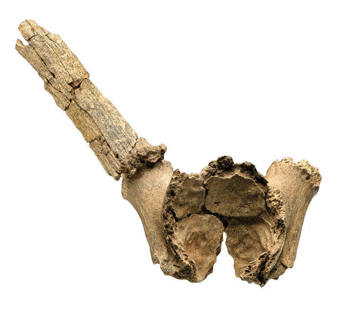 Germany Mesolithic Shaman Deer Antler