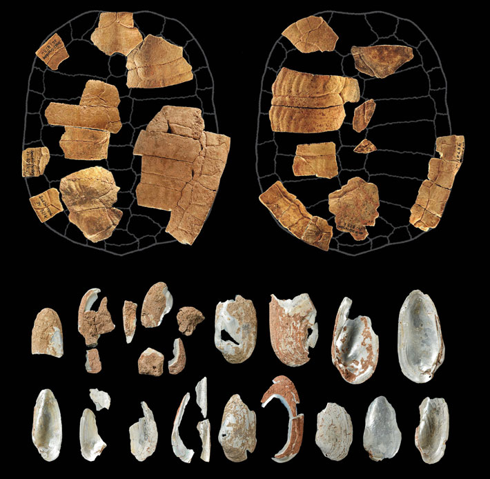 Germany Mesolthic Shaman Animal Bones