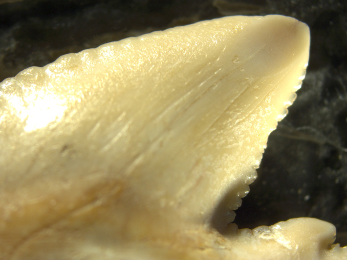 Scratches and a ground section near the tip of a tiger shark tooth discovered in a cave on the Indonesian island of Sulawesi are evidence of its use by people who lived there some 7,000 years ago. (Courtesy M.C. Langley)