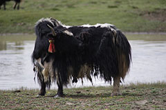 MA24 ATW Tibet