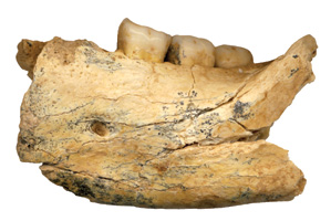 serbia-hominin-jawbone