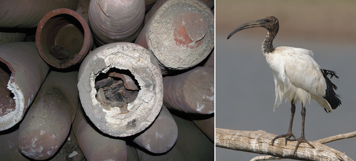 Digs Egypt Ibis Sacrifice Composite