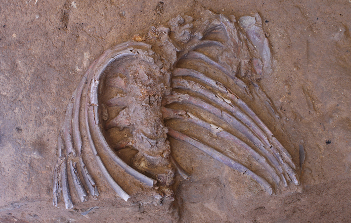 Digs Kurdistan Neanderthal Skeletonjpeg