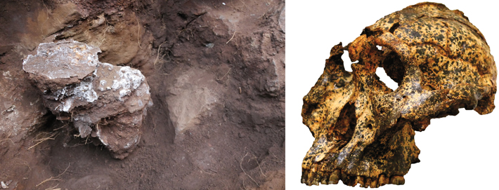 Digs South Africa Paranthropus Composite
