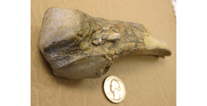 A 13,900-year-old rib of a mastodon discovered at the Manis Mastodon site in Washington State is embedded with tiny fragments of a projectile fashioned from the leg bone of another mastodon. (Center for the Study of the First Americans, Texas A&M University)