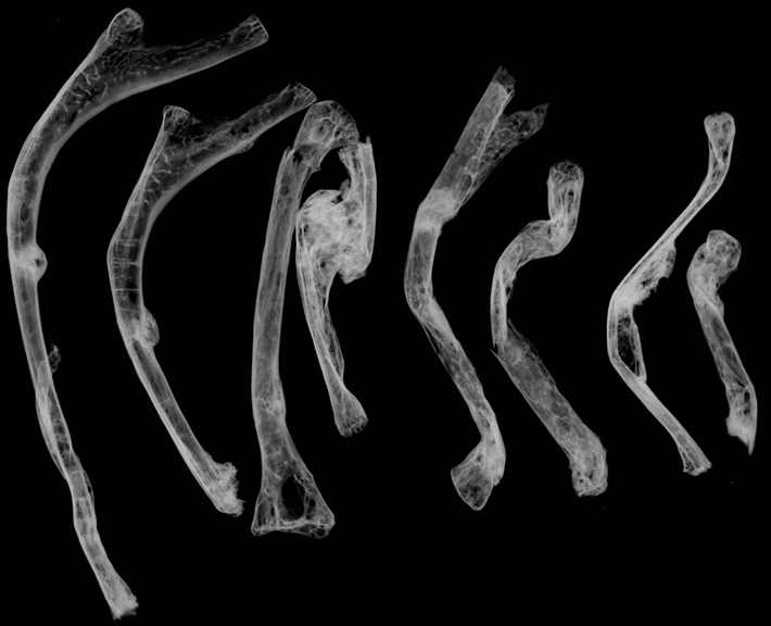 An X-ray of rib bones of a gyrfalcon whose partial skeleton was discovered in a well at the citadel of Karabalgasun in central Mongolia shows signs of healed fractures, indicating that the gyrfalcon was a captive bird that people cared for. (R. Hutterer/ZMFK)