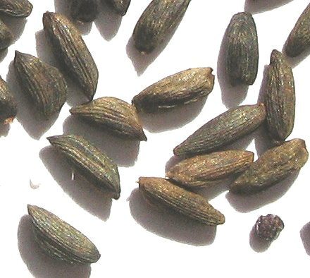 Neolithic Mustard Seeds