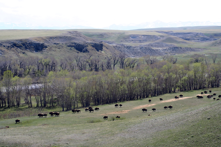 Buffalo-Jump-Blackfeet-Herd