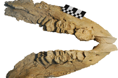 Mexico-Mandible-Gomphothere