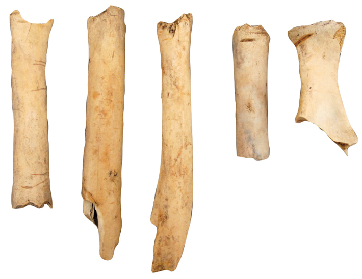 Trenches Egypt Livestock Bones