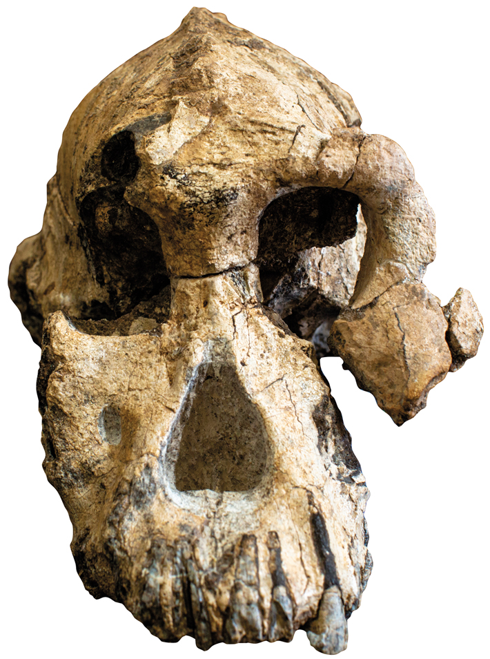 Artifact Australopithecus anamensis Cranium