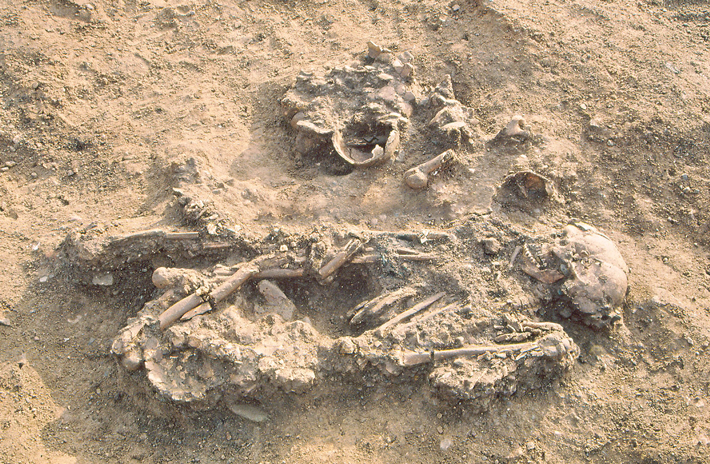 Digs England Skeleton