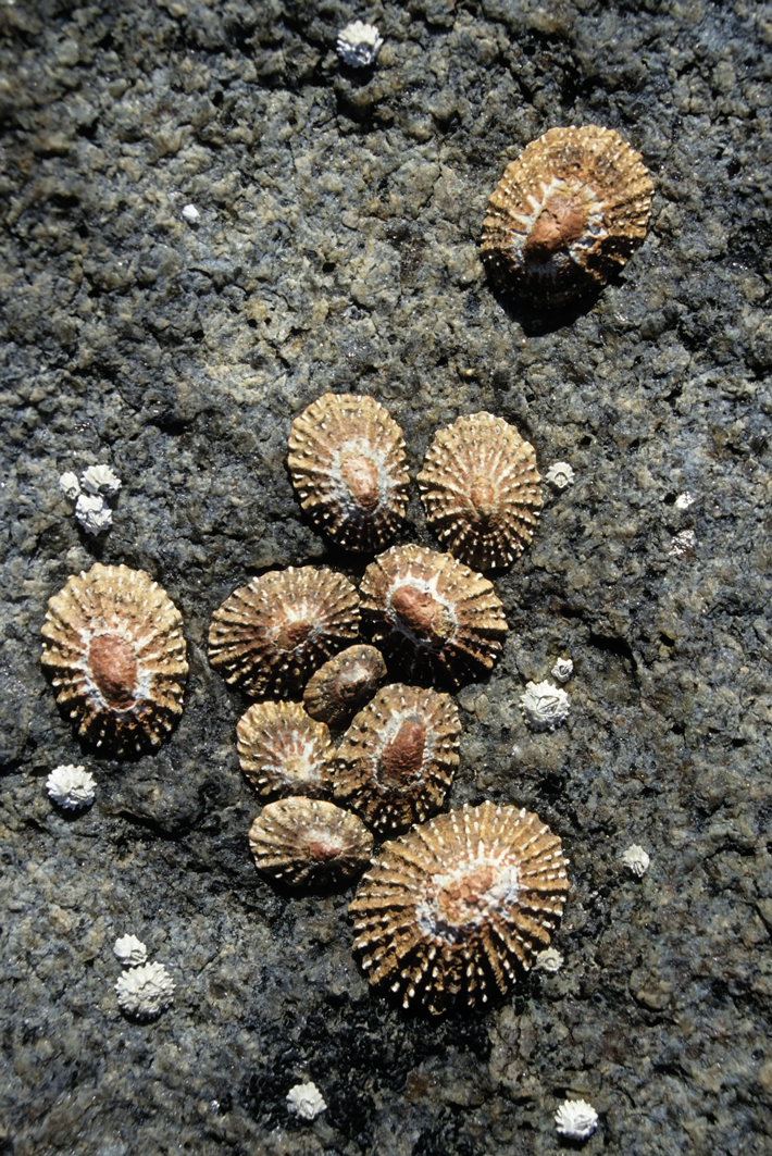 Digs South Africa Limpet Shells