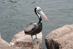 ATW Peru Pelican
