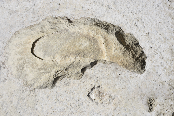 Whitesands Trackway Human Sloth Footprints