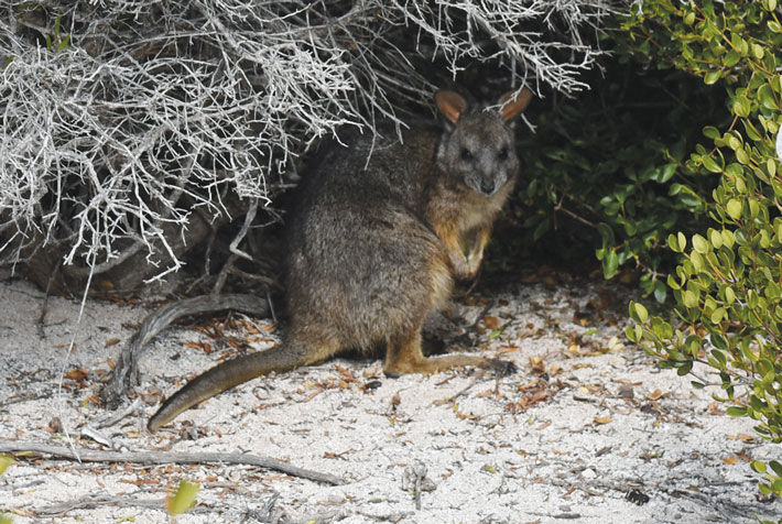 Australia Tammar Wallaby
