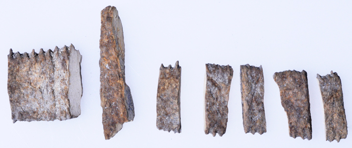 Comb found during excavations on Beacon Island (Courtesy Western Australian Museum)