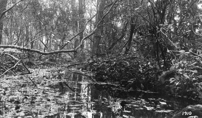 Archival photo of the south end of a canoe canal in Alabama that dates to A.D. 600 (University of Alabama Museums)