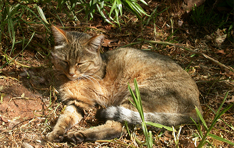 cat-domestication-china-quanhucun