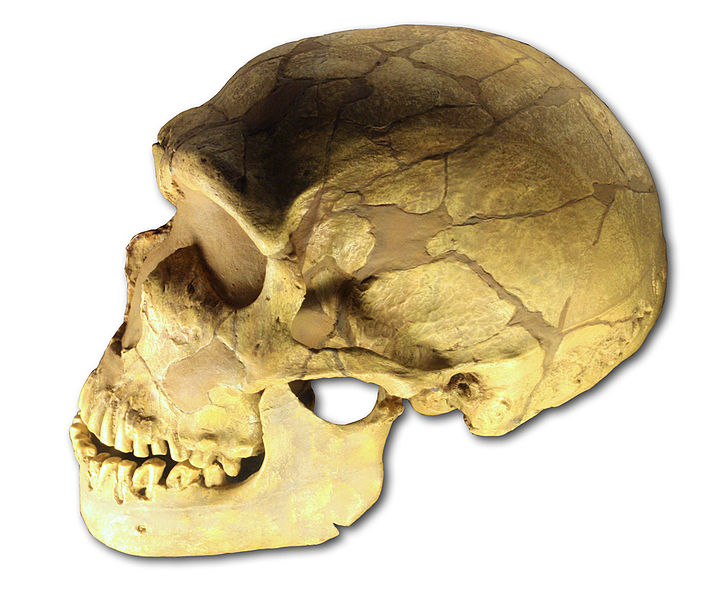 Neanderthal-Skull-Lipid-Gene
