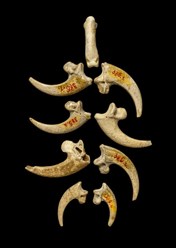 Neanderthal-Bone-Jewelry