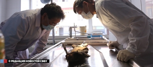 Russia preserved puppy