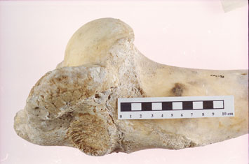 Auroch Bone Britain