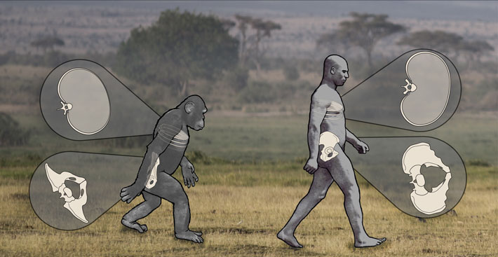 Chimp Human Walking