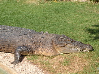 China crocodile lamellae
