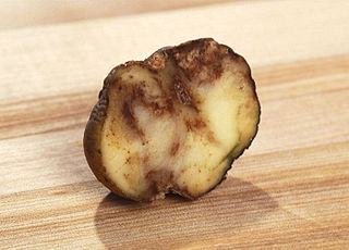 potato blight strain