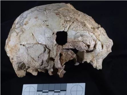 Portugal Aroeira skull