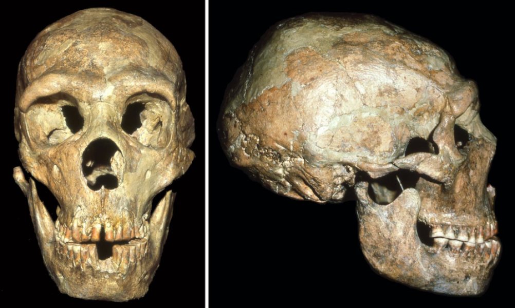 Neanderthal hearing loss