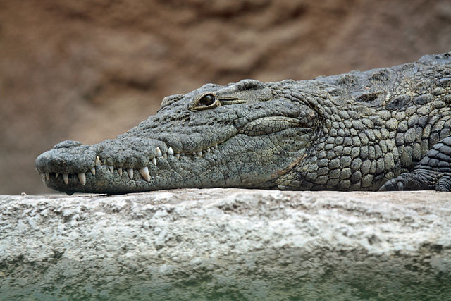 cut marks crocodiles