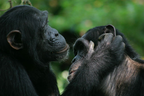 Chimp bonobo gestures