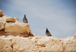 Israel Negev doves