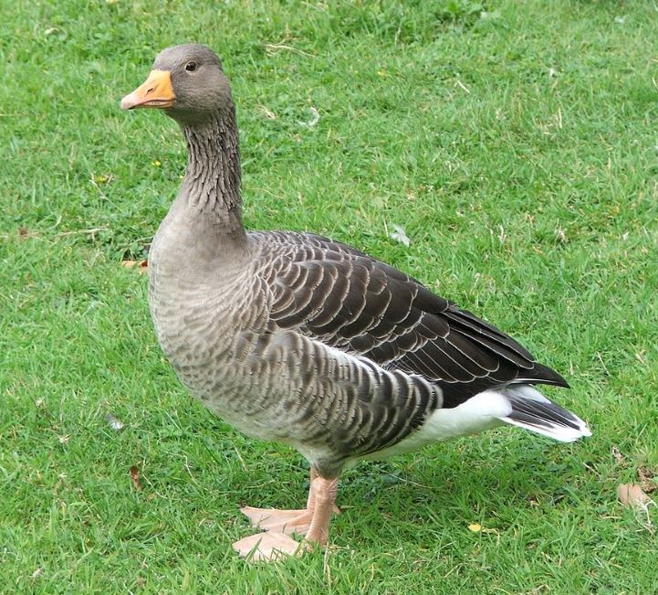 Denmark Roman goose