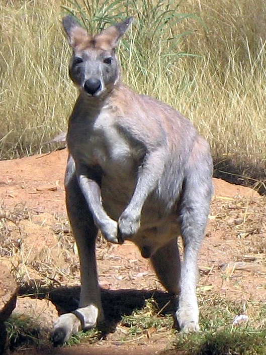 Australia kangaroo feast