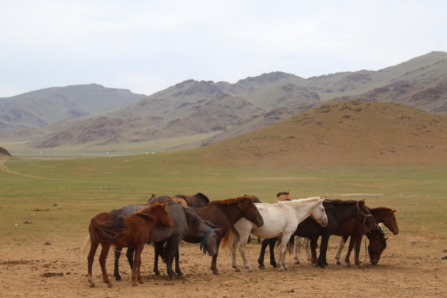 Mongolia equine dentistry