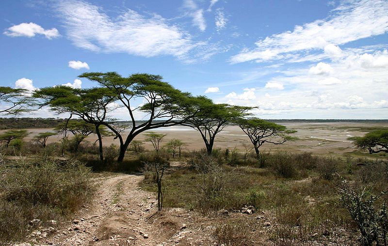 Serengeti Acacia tree