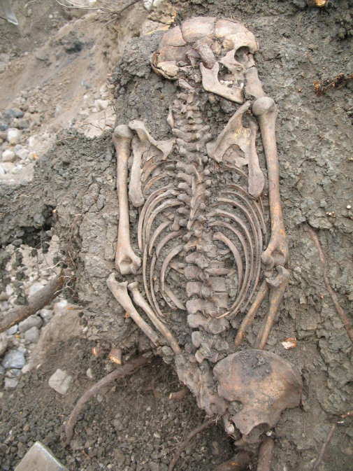 Sweden Sigtuna skeleton