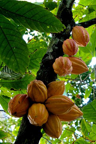 Ecuador cacao seeds