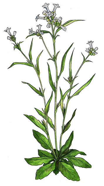 Nicotiana quadrivalvus